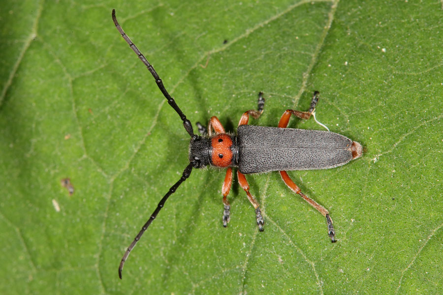 Phytoecia nigripes - Schwarzfüßiger Walzenhalsbock, Käfer auf Blatt