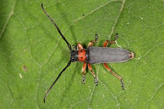 Phytoecia nigripes - Schwarzfüßiger Walzenhalsbock, Käfer auf Blatt (2)