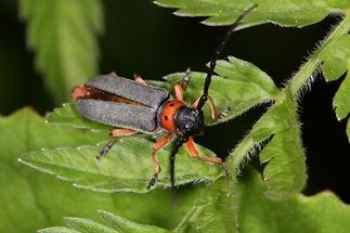 Phytoecia nigripes - Schwarzfüßiger Walzenhalsbock, Käfer auf Blatt (3)