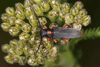 Phytoecia pustulata - Schafgarben-Böckchen, Käfer auf Schafgarbe (1)