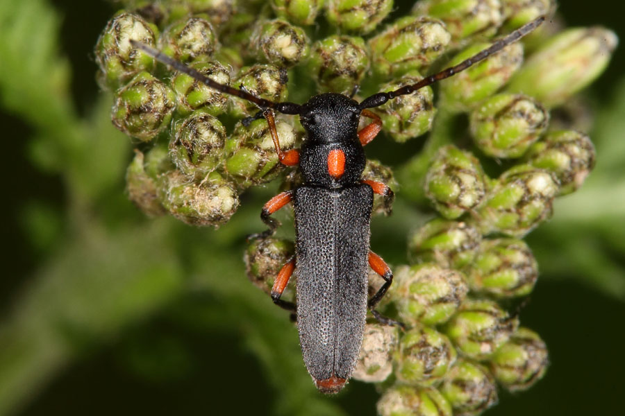 Phytoecia pustulata - Schafgarben-Böckchen, Käfer auf Schafgarbe