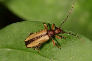 Pidonia lurida - Bleichgelber Schnürhalsbock, Käfer auf Blatt (1)