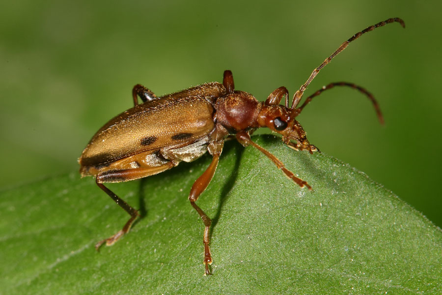 Pidonia lurida - Bleichgelber Schnürhalsbock, Käfer auf Blatt