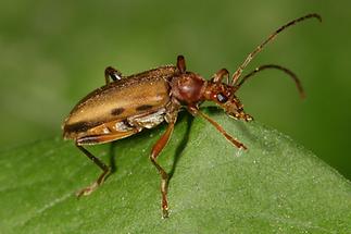 Pidonia lurida - Bleichgelber Schnürhalsbock, Käfer auf Blatt (2)