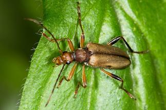 Pidonia lurida - Bleichgelber Schnürhalsbock, Käfer auf Blatt (3)