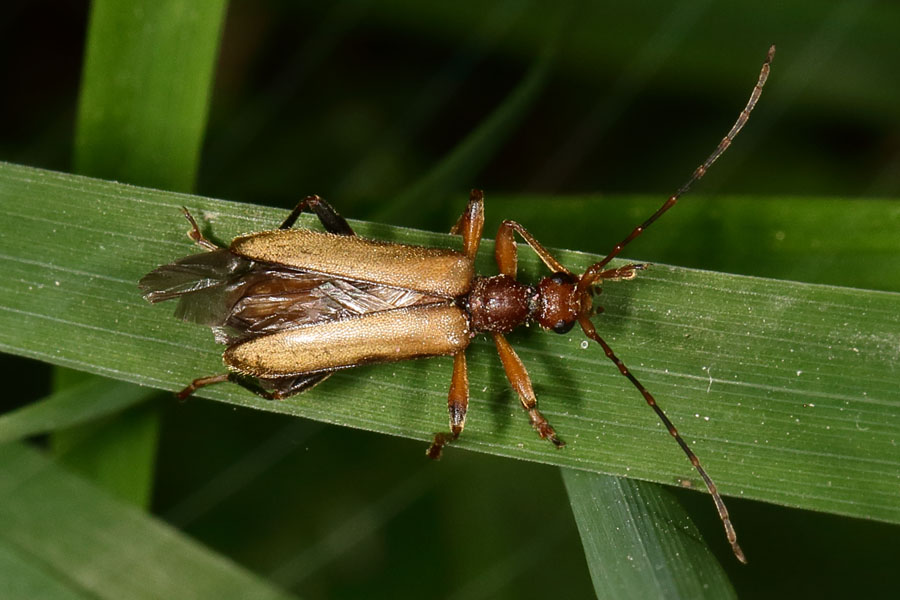 Pidonia lurida - Bleichgelber Schnürhalsbock, Käfer vor Abflug
