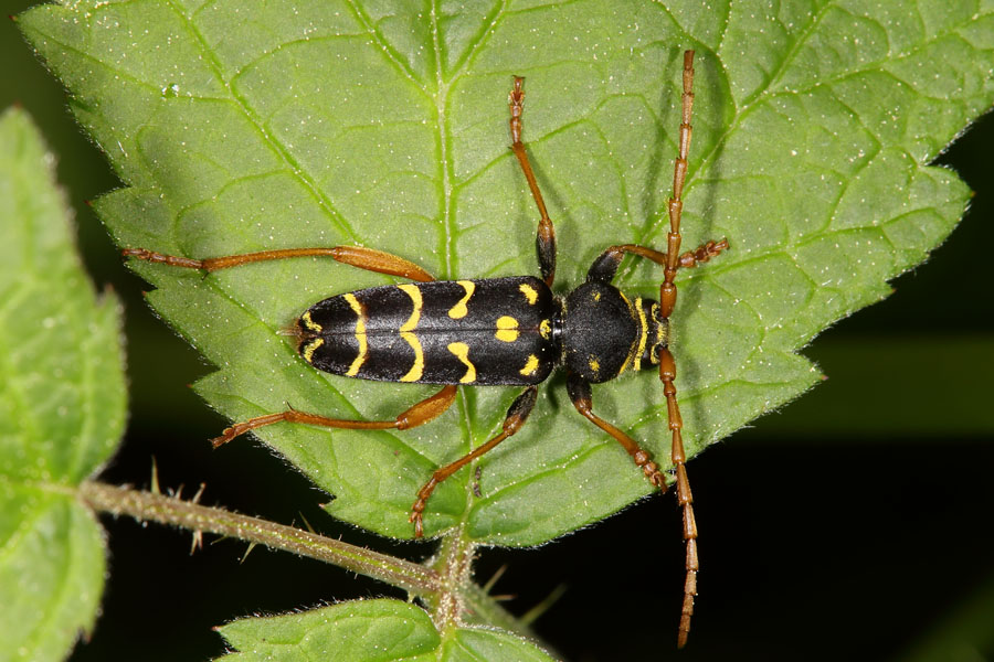 Plagionotus arcuatus - Eichenwidderbock, Wespenbock, Käfer auf Blatt