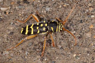 Plagionotus arcuatus - Eichenwidderbock, Wespenbock, Käfer auf Fahrweg (1)
