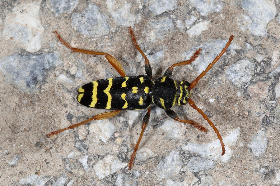 Plagionotus arcuatus - Eichenwidderbock, Wespenbock, Käfer auf Weg