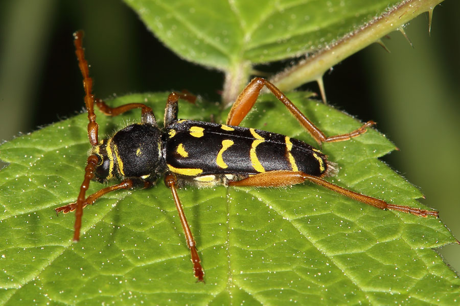 Plagionotus arcuatus - Eichenwidderbock, Wespenbock, Käfer auf Weg