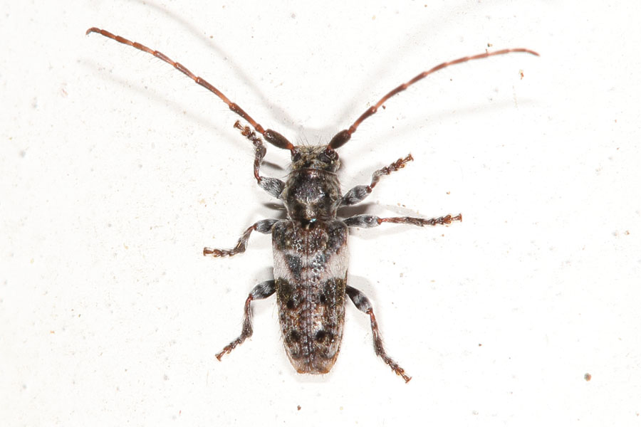 Pogonocherus fasciculatus - Gemeiner Wimpernbock, Kiefernzweigbock, Käfer auf Klostermauer