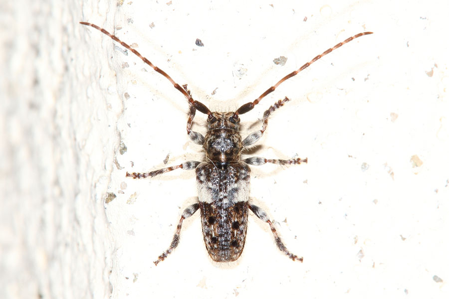 Pogonocherus fasciculatus - Gemeiner Wimpernbock, Kiefernzweigbock, Käfer auf Klostermauer