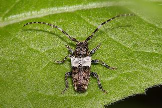 Pogonocherus hipidulus - Doppeldorniger Wimperbock