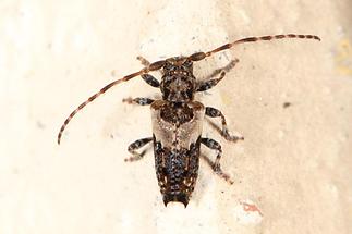 Pogonocherus hispidus - Dorniger Wimpernbock, Käfer auf Klostermauer (1)