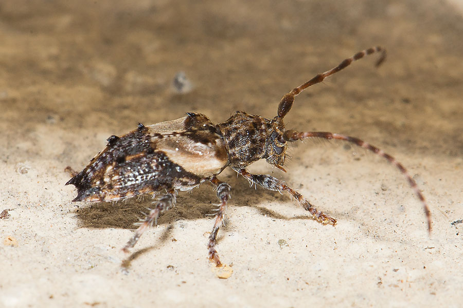 Pogonocherus hispidus - Dorniger Wimpernbock, Käfer auf Klostermauer