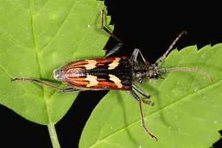 Rhagium bifasciatzm - Gelbbindiger Tangenbock, Käfer auf Blatt