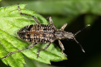 Rhagium inquisitor - Schrotbock, Käfer auf Blatt