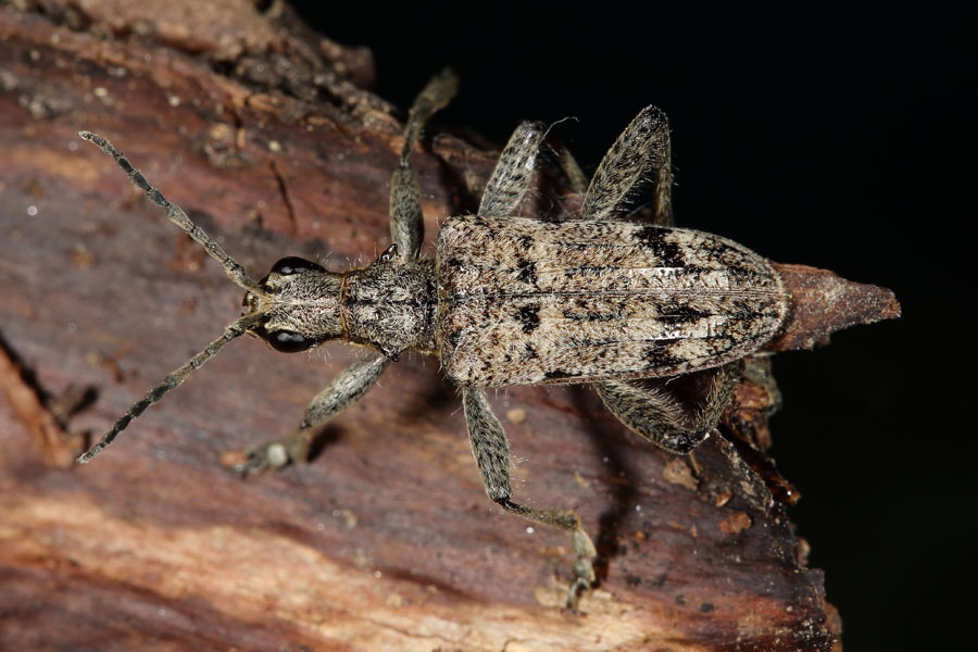 Rhagium inquisitor - Schrotbock, Käfer auf Holz