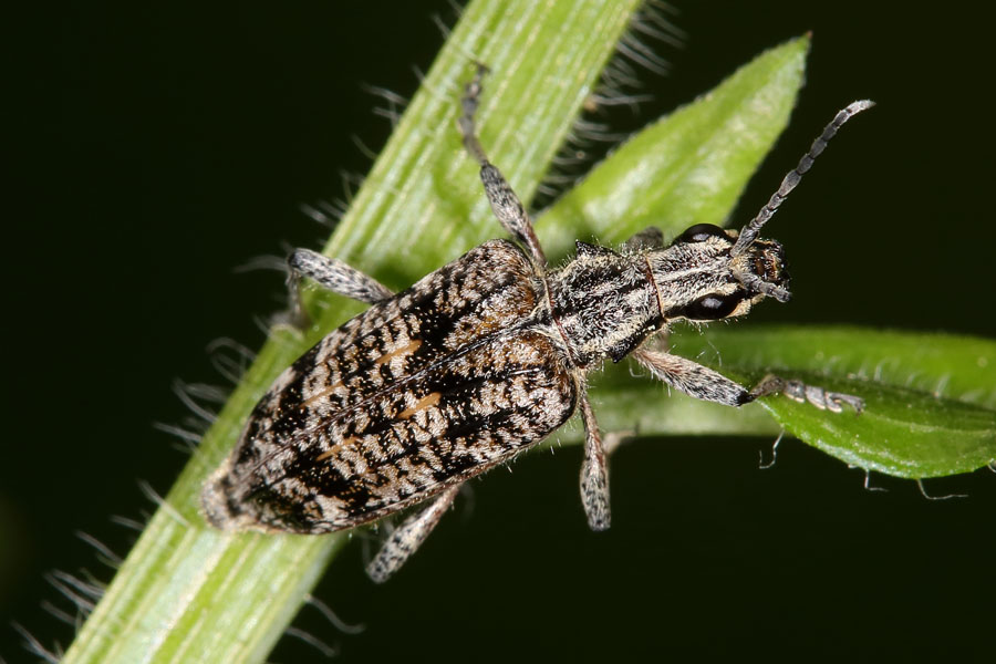 Rhagium inquisitor - Schrotbock, Käfer auf Pflanze