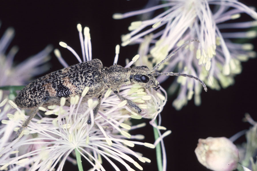 Rhagium mordax - Schwarzfleckiger Zangenbock, Käfer auf ...