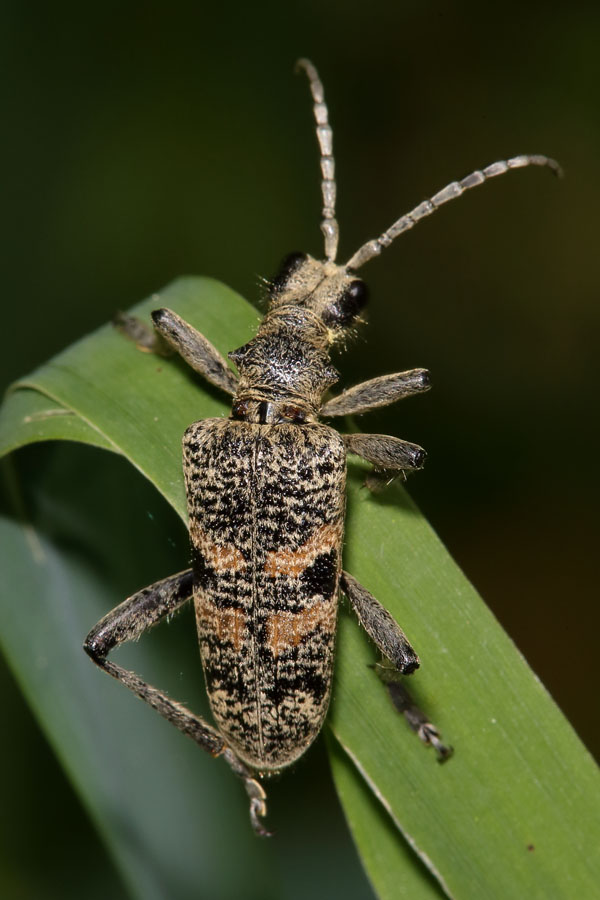 Rhagium mordax - Schwarzfleckiger Zangenbock, Käfer auf Gras