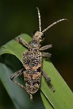 Rhagium mordax - Schwarzfleckiger Zangenbock, Käfer auf Gras (2)