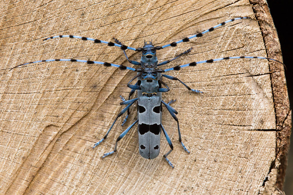 Rosalia alpina - Alpenbock, Paar