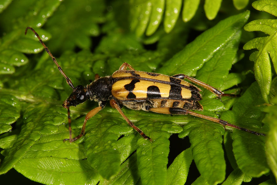 Rutpela maculata - Gefleckter Schmalbock, Käfer auf Blättern