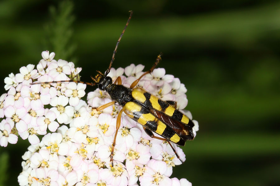 Rutpela maculata - Gefleckter Schmalbock, Käfer auf Blüten