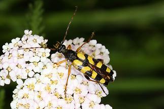 Rutpela maculata - Gefleckter Schmalbock, Käfer auf Blüten (2)