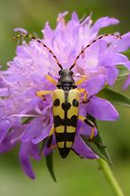 Rutpela maculata - Gefleckter Schmalbock, Käfer auf Blume