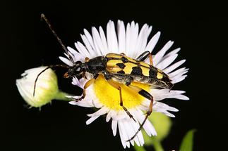 Rutpela maculata - Gefleckter Schmalbock, Käfer auf Gänseblümchen