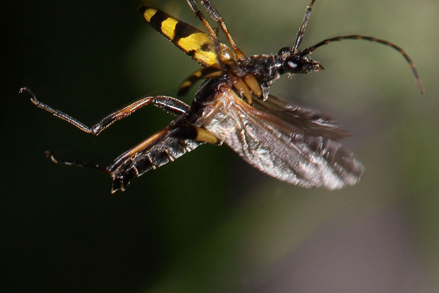 Rutpela maculata - Gefleckter Schmalbock, Käfer im Abflug