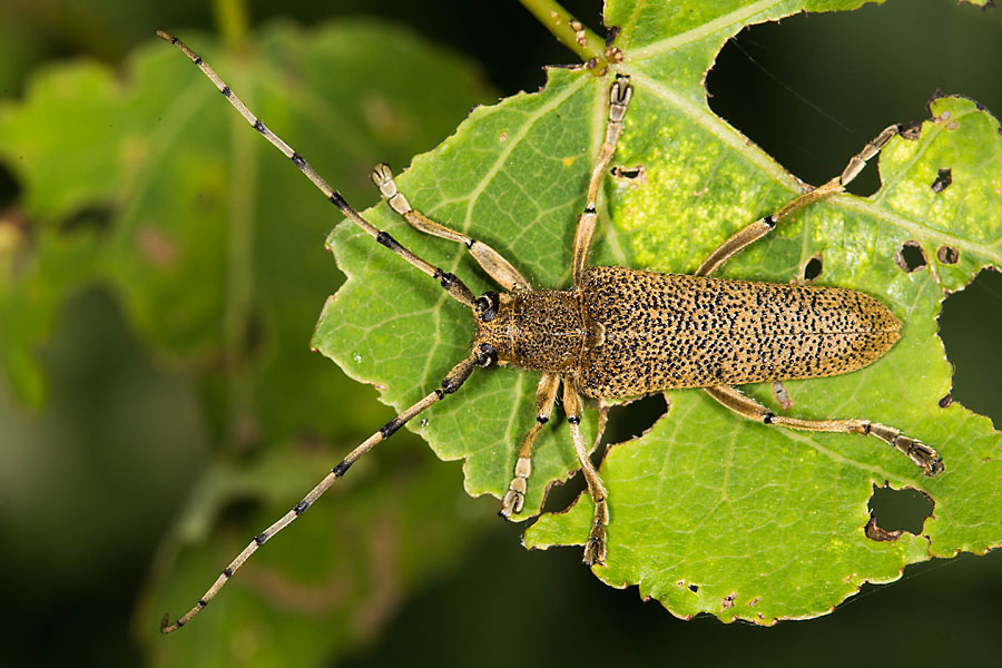 Saperda carcharias - Großer Pappelbock, Käfer auf Blatt
