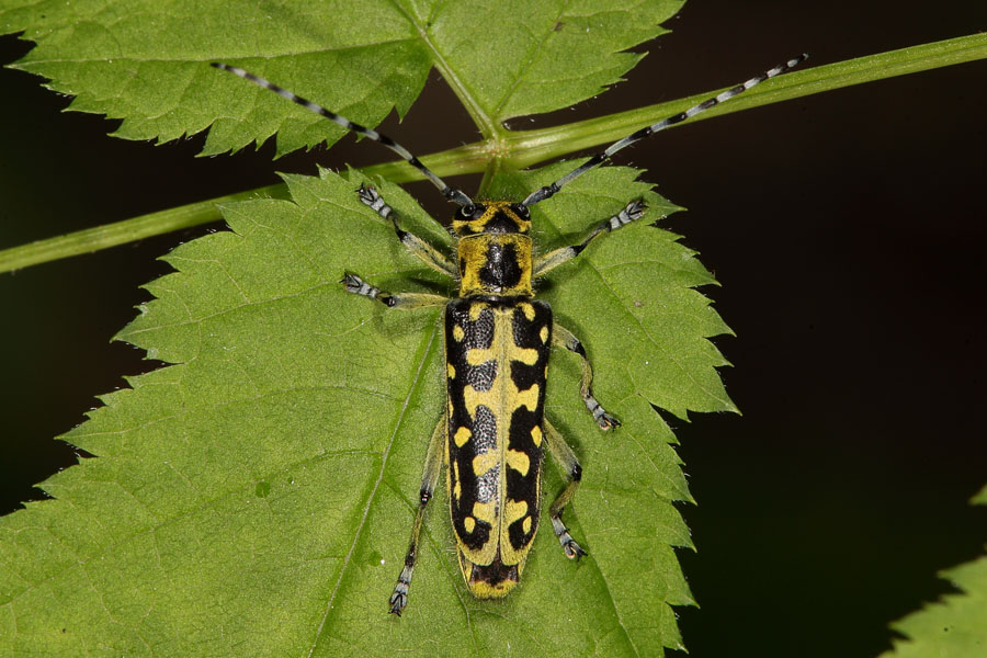 Saperda scalaris - Leiterbock, Käfer auf Blatt