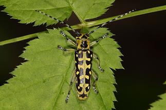 Saperda scalaris - Leiterbock, Käfer auf Blatt (1)