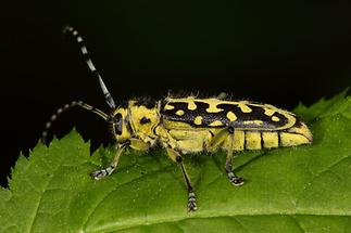 Saperda scalaris - Leiterbock, Käfer auf Blatt (2)