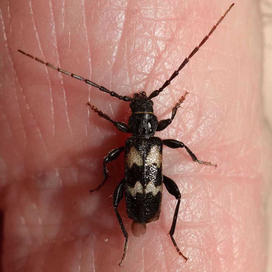 Semanotus undatus - Nadelholz-Wellenbock, Käfer auf Hand