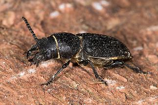 Spondylis buprestoides - Waldbock, Käfer auf Rinde (2)