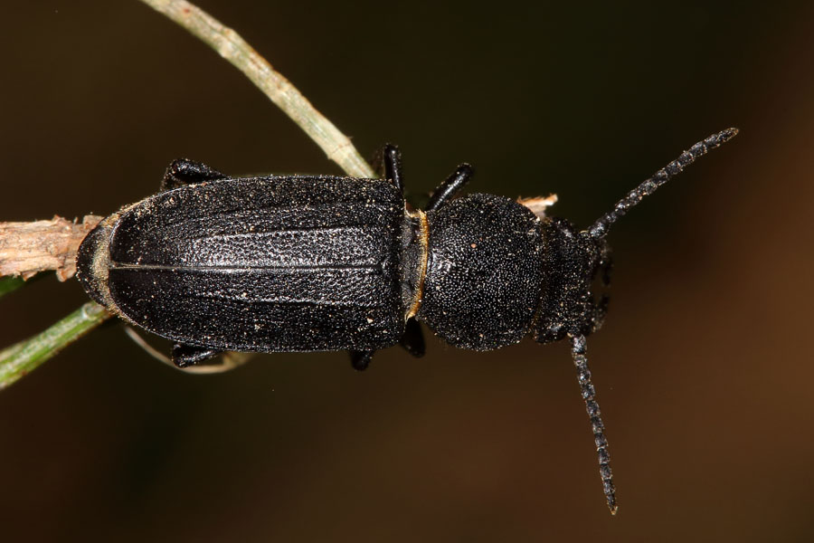 Spondylis buprestoides - Waldbock, Käfer auf Stiel