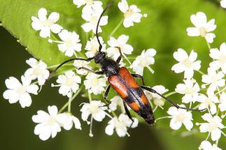 Stenurella bifasciata - Zweibindiger Schmalbock, Käfer auf Blüten (1)