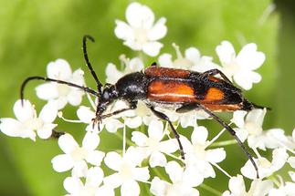 Stenurella bifasciata - Zweibindiger Schmalbock, Käfer auf Blüten (2)