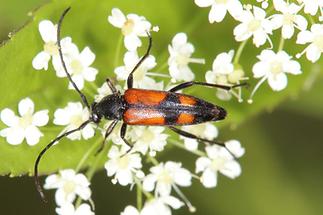 Stenurella bifasciata - Zweibindiger Schmalbock, Weibchen