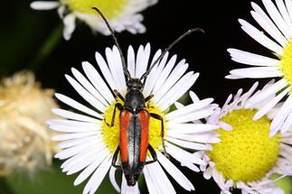 Stenurella melanura - Kleiner Schmalbock, Käfer auf Gänseblümchen