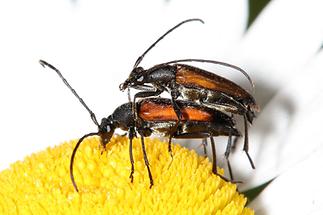 Stenurella melanura - Kleiner Schmalbock, Paar