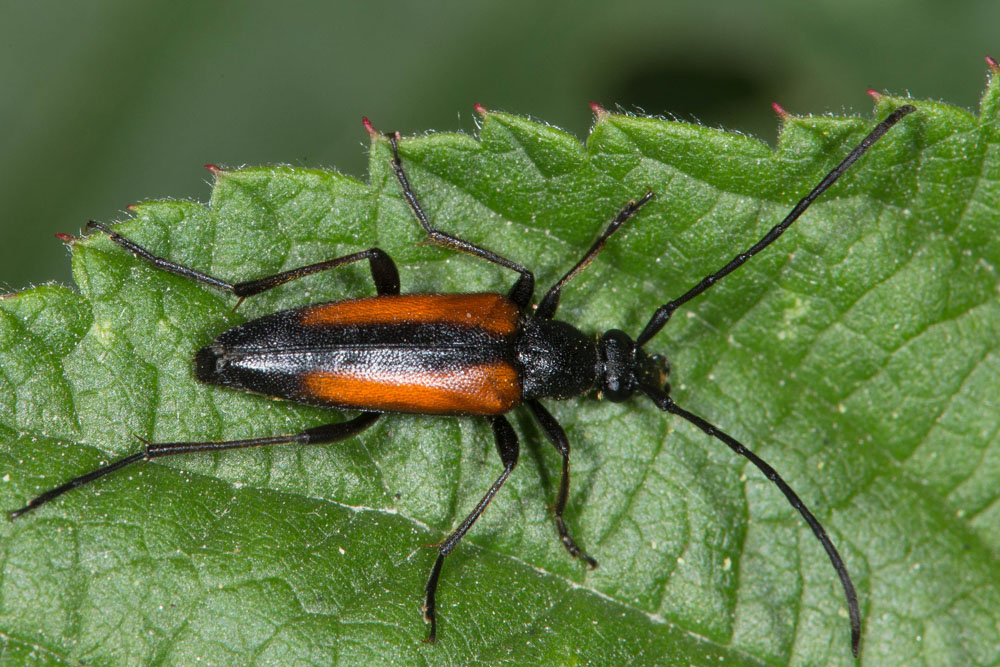 Stenurella melanura - Kleiner Schmalbock, Weibchen