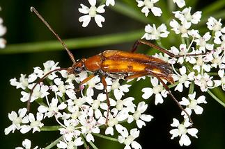 Stenurella septempunctata - Siebenpunktierter Halsbock, Käfer auf Blüten