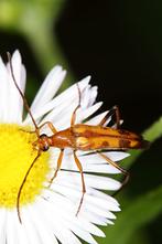 Stenurella septempunctata - Siebenpunktiger Halsbock, Käfer auf Gänseblümchen