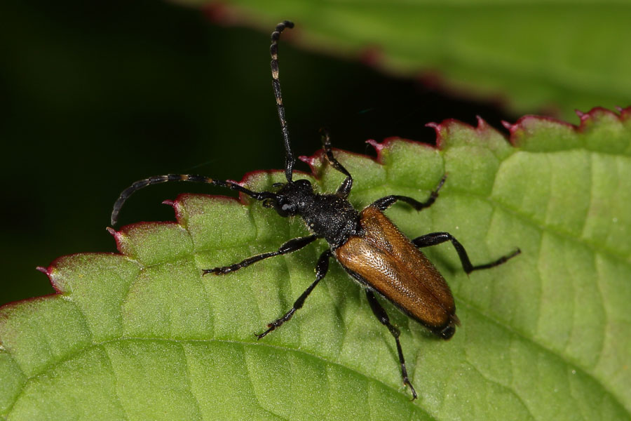 Stictoleptura maculicornis - Fleckenhörniger Halsbock, Käfer auf Blatt