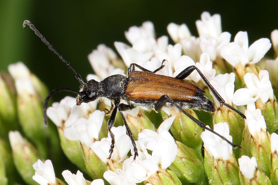 Stictoleptura maculicornis - Fleckenhörniger Halsbock, Käfer auf Blüten
